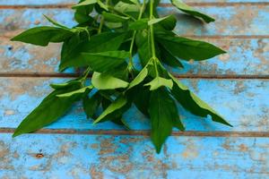 hoja verde fresca de la naturaleza en madera azul vieja foto