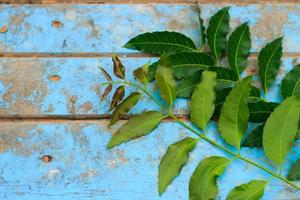 Nature fresh neem on old blue wooden photo