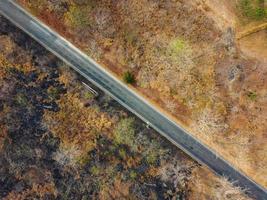 Arid yellow forest, The road in the forest was filled with trees blackened by forest fires. photo