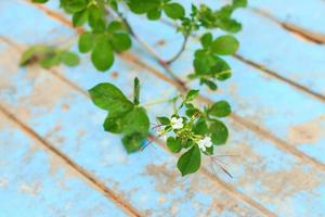 Nature weed with root and soil  on old blue wooden photo