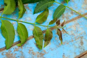 Nature fresh neem on old blue wooden photo