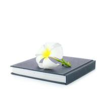 Plumeria and notebook photo