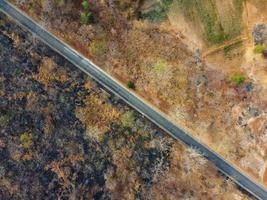 Arid yellow forest, The road in the forest was filled with trees blackened by forest fires. photo