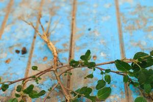 Nature weed with root and soil  on old blue wooden photo