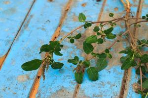 Nature weed with root and soil  on old blue wooden photo