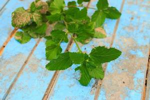 Nature weed with root and soil  on old blue wooden photo