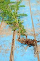 Nature weed with root and soil  on old blue wooden photo