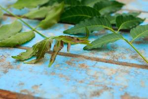 Nature fresh neem on old blue wooden photo