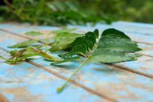 Nature fresh neem on old blue wooden photo