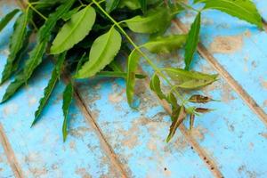 Nature fresh neem on old blue wooden photo