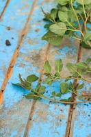 Nature weed with root and soil  on old blue wooden photo