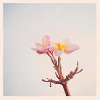 Plumeria with instagram filter photo