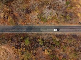 Arid yellow forest, The road in the forest was filled with trees blackened by forest fires. photo