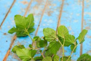 Nature weed with root and soil  on old blue wooden photo