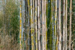 many green bamboo trees in nature, Bamboo can be used for many uses. photo