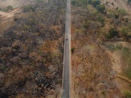 Arid yellow forest, The road in the forest was filled with trees blackened by forest fires. photo