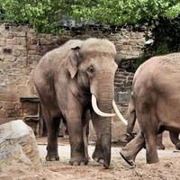 A view of an Elephant photo