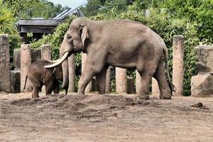 A view of an Elephant photo