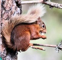 una vista de una ardilla roja foto