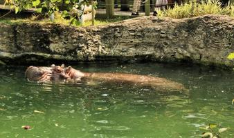 A Hippo in the water photo