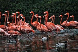 A view of some Flamingo's photo