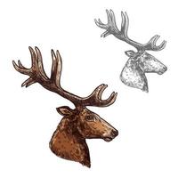 Deer ot reindeer muzzle vector isolated sketch