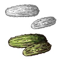 Cucumbers vector sketch vegetable icons