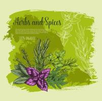cartel de bosquejo de hierbas y especias con hojas frescas