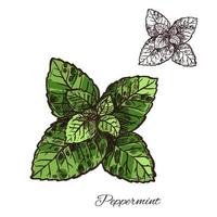 Mint green leaf sketch of peppermint or spearmint vector