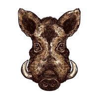 Boar, pig or hog wild animal isolated sketch vector