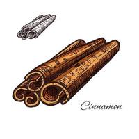 Cinnamon spice vector sketch plant bark icon