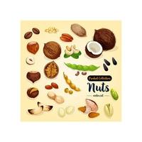 conjunto de vectores de nueces, frijoles y semillas, diseño de superalimentos