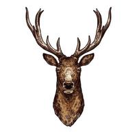 Deer, elk or reindeer sketch of wild forest animal vector