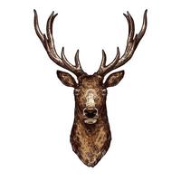 Deer, elk or reindeer sketch of wild forest animal vector