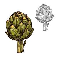 Artichoke seasoning plant vector sketch plant icon