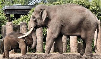 A view of an Elephant photo