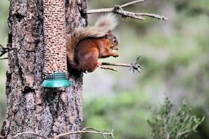 una vista de una ardilla roja foto