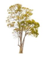 Autumn tree during fall season which foliage has turn from green to yellow isolated on white background for autumn design usage photo
