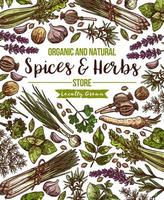 Vector spices and herbs herbal store poster