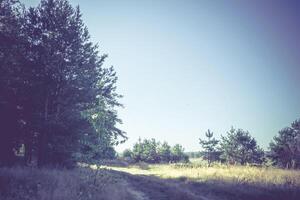 mañana en el bosque de pinos filtrado foto