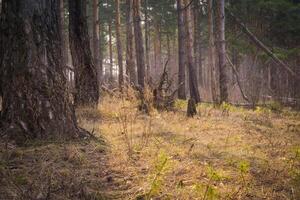 bosque de pinos por la mañana foto