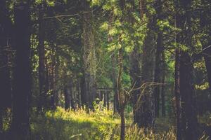 Morning in the Pine Forest Retro photo