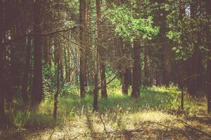 bosque de pinos por la mañana filtrado foto