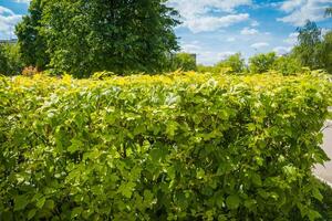 Shorn bushes in the park photo