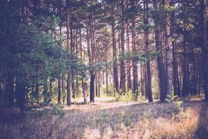 Morning in the Pine Forest Retro photo