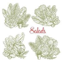 Vector sketch salads and farm lettuces vegetables