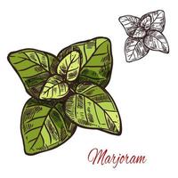 Marjoram seasoning plant vector sketch plant icon