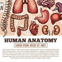 Human organs anatomy vector sketch poster