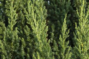 green texture fresh juniper closeup photo