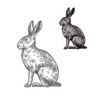 boceto animal de liebre o conejo para el diseño de la naturaleza vector